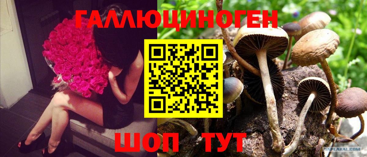 Псилоцибиновые грибы GOLDEN TEACHER Дедовск